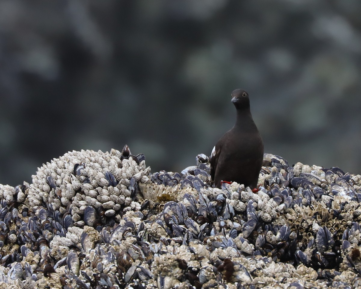Pigeon Guillemot - ML639152299