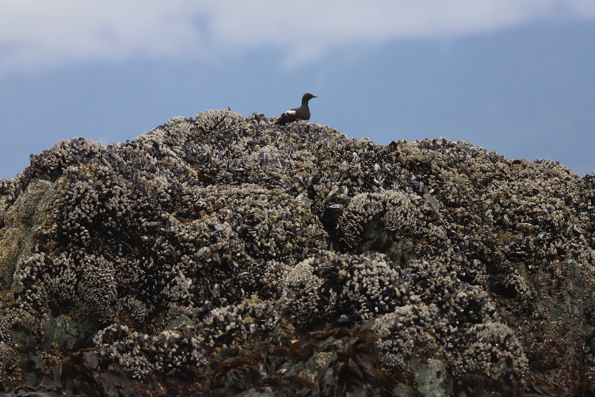 Pigeon Guillemot - ML639152311