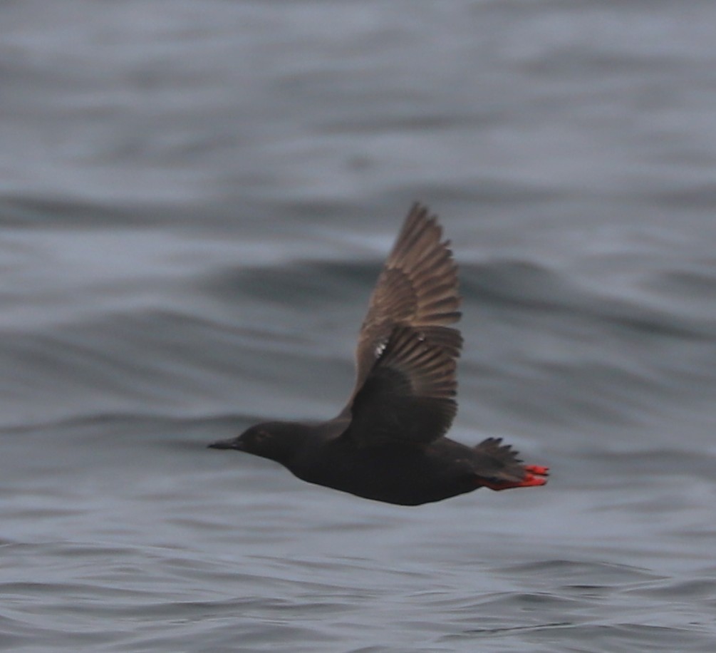 Pigeon Guillemot - ML639152342