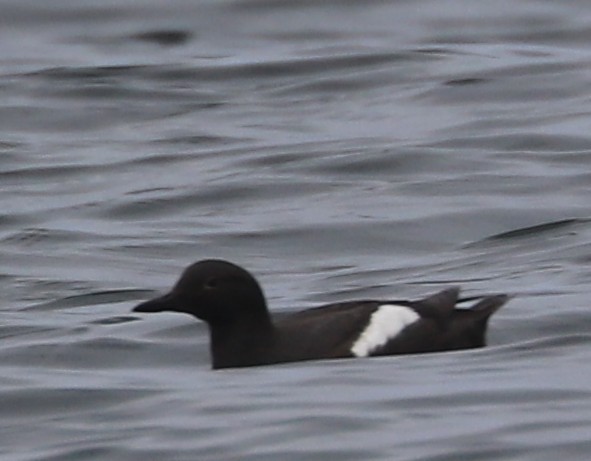 Pigeon Guillemot - ML639152346