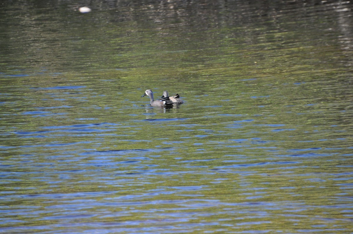 Blue-winged Teal - ML639152400