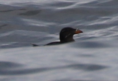 Rhinoceros Auklet - ML639152412