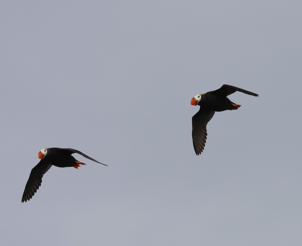 Tufted Puffin - ML639152431