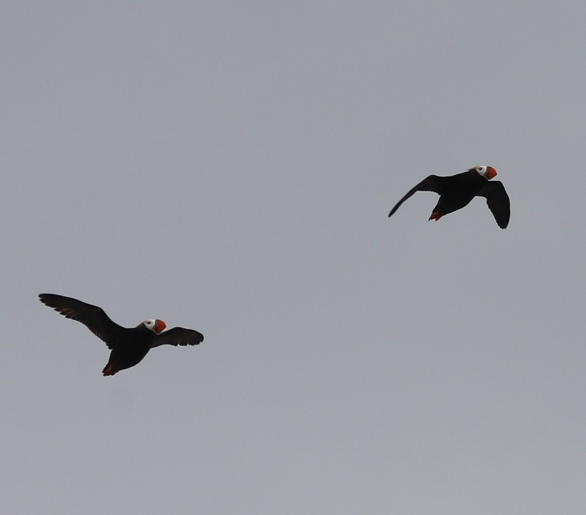 Tufted Puffin - ML639152472