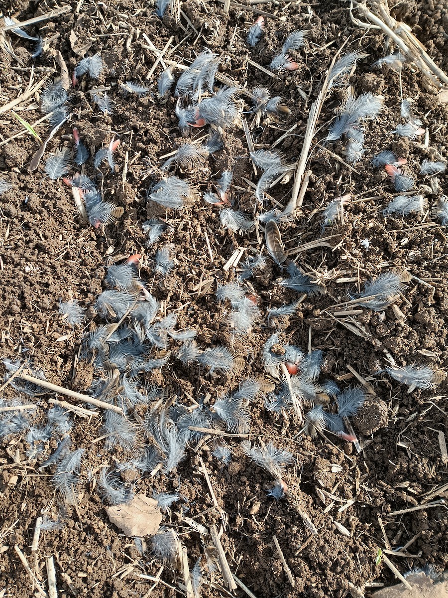 Long-tailed Meadowlark - ML639152528