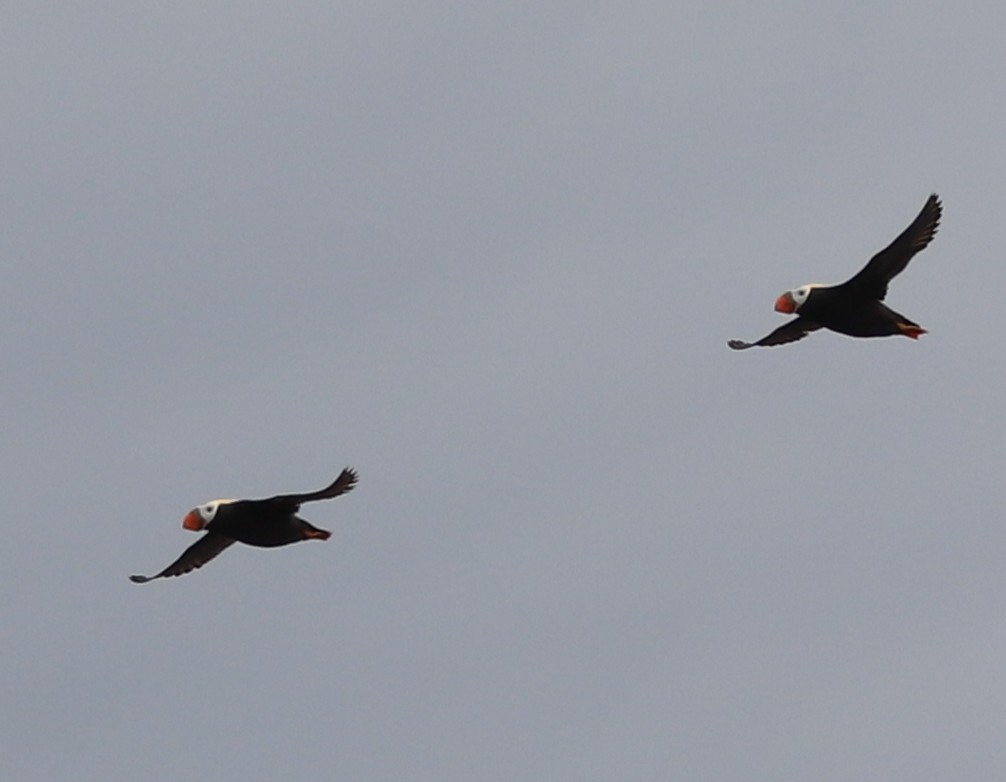 Tufted Puffin - ML639152536