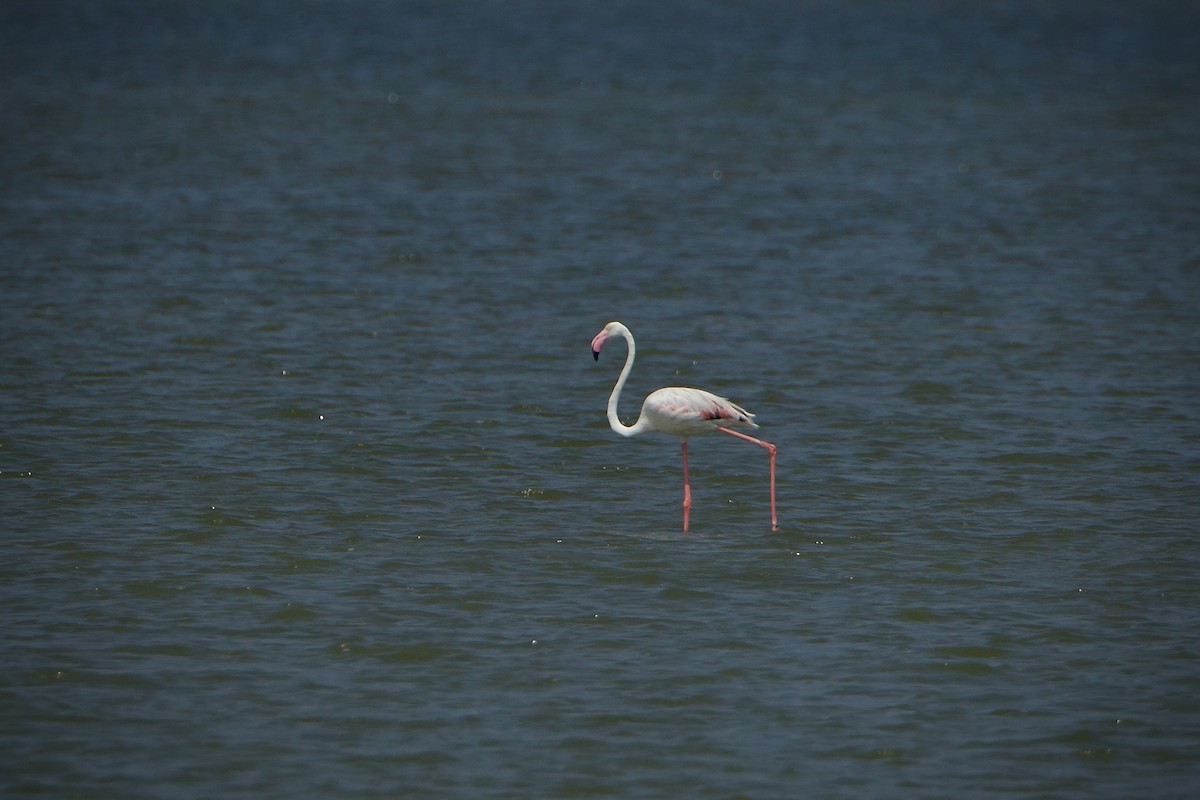 Greater Flamingo - ML639152571