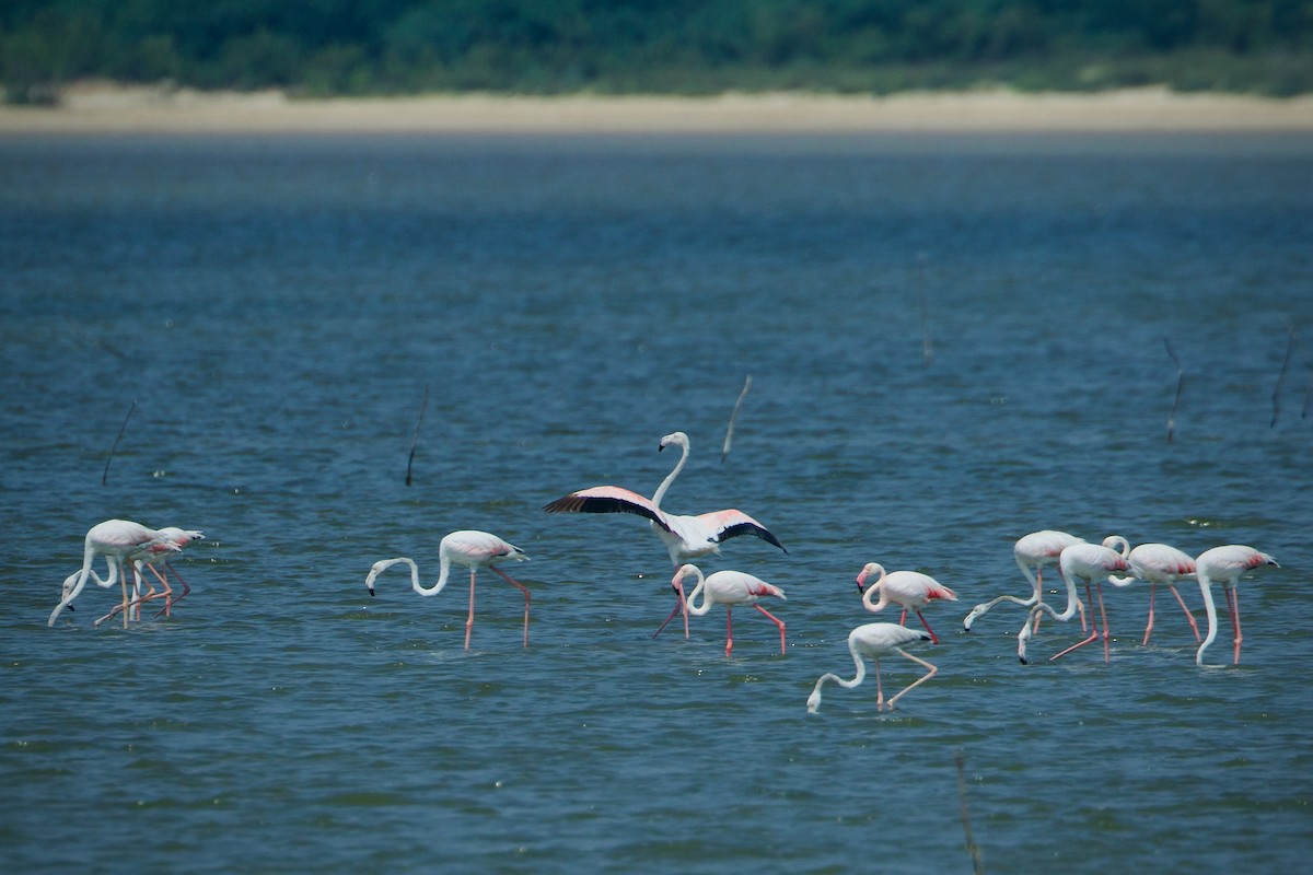 Greater Flamingo - ML639152572