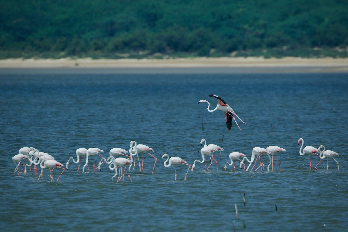 Greater Flamingo - ML639152573