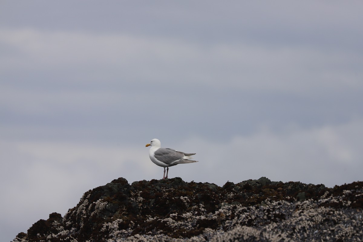 Glaucous-winged Gull - ML639152574