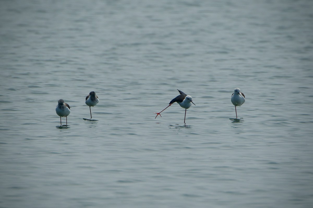 Black-winged Stilt - ML639152584