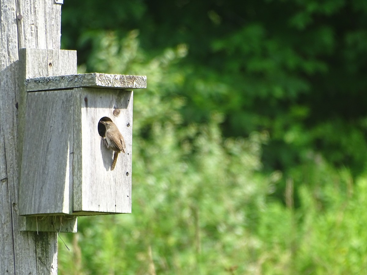 Northern House Wren - ML639152665