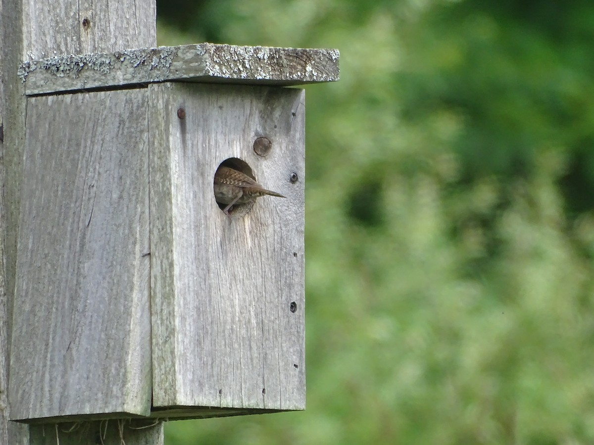 Northern House Wren - ML639152666