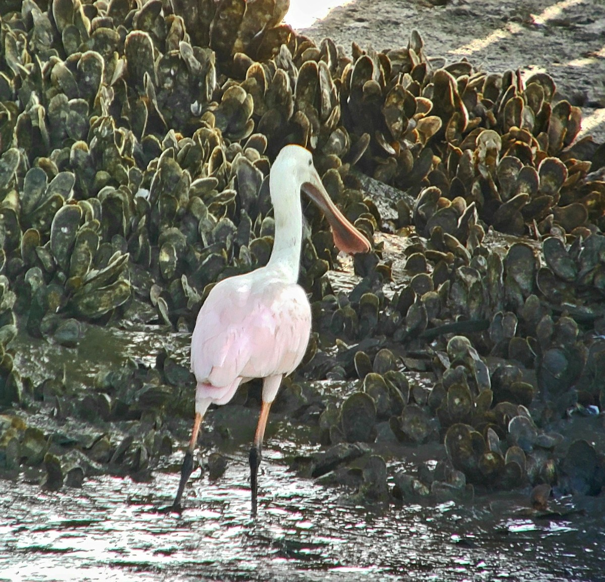 Roseate Spoonbill - ML639152702