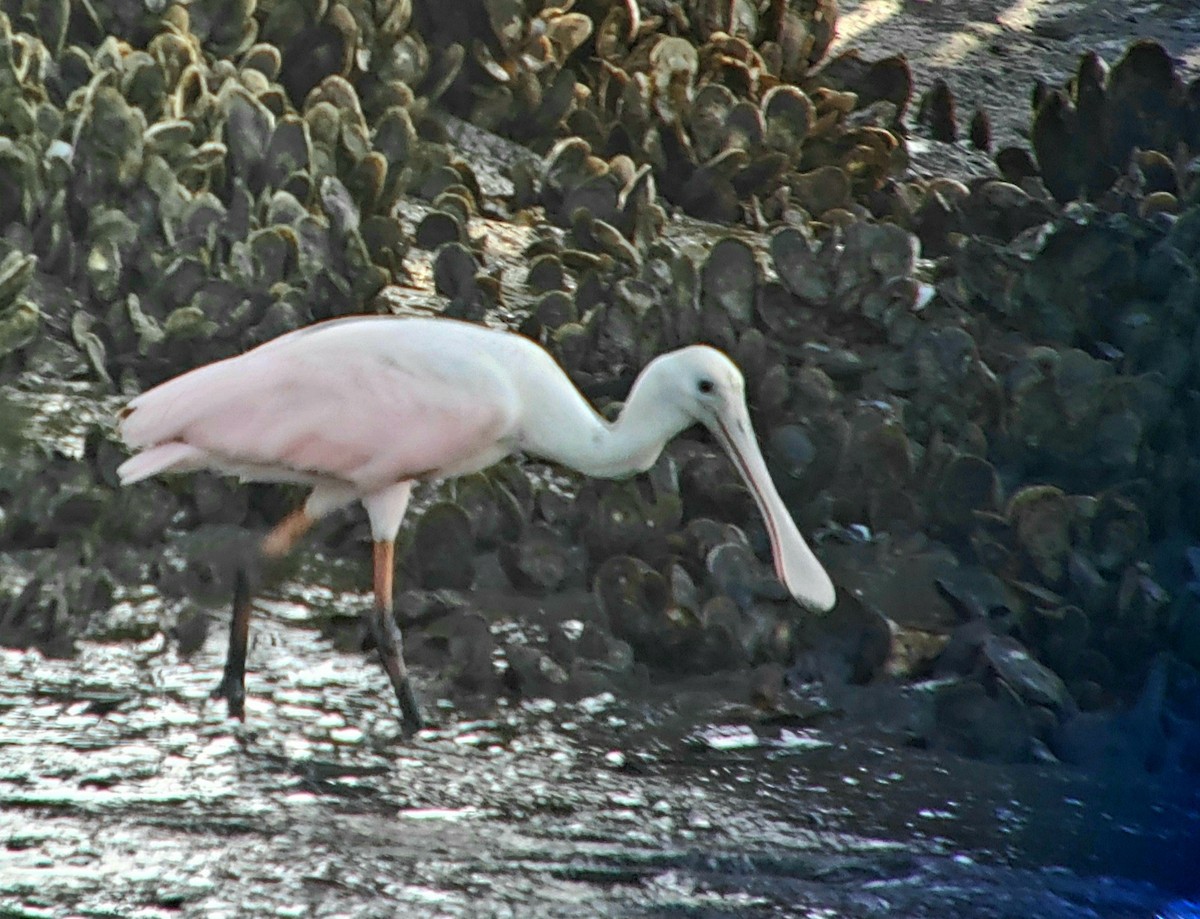 Roseate Spoonbill - ML639152717