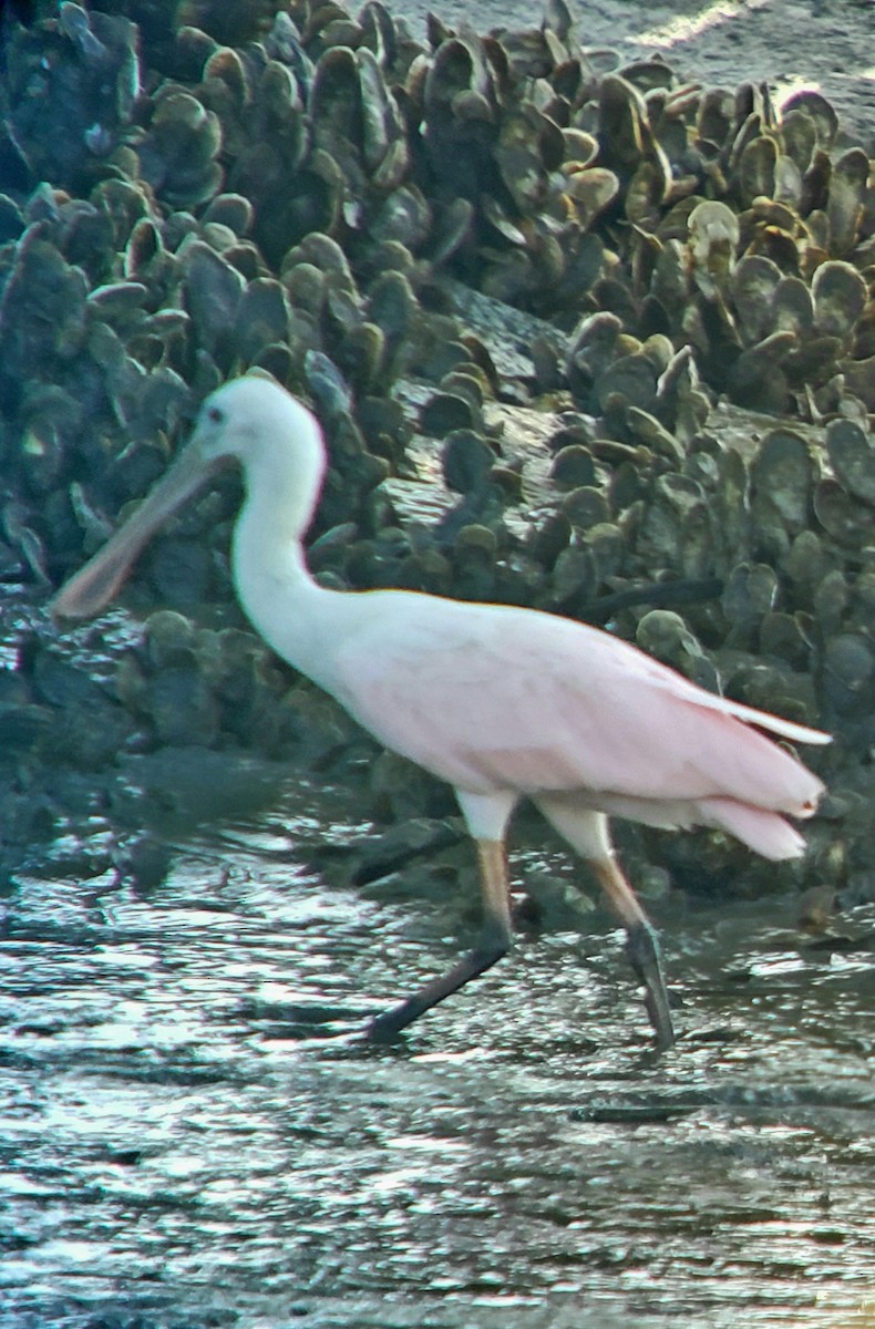 Roseate Spoonbill - ML639152738