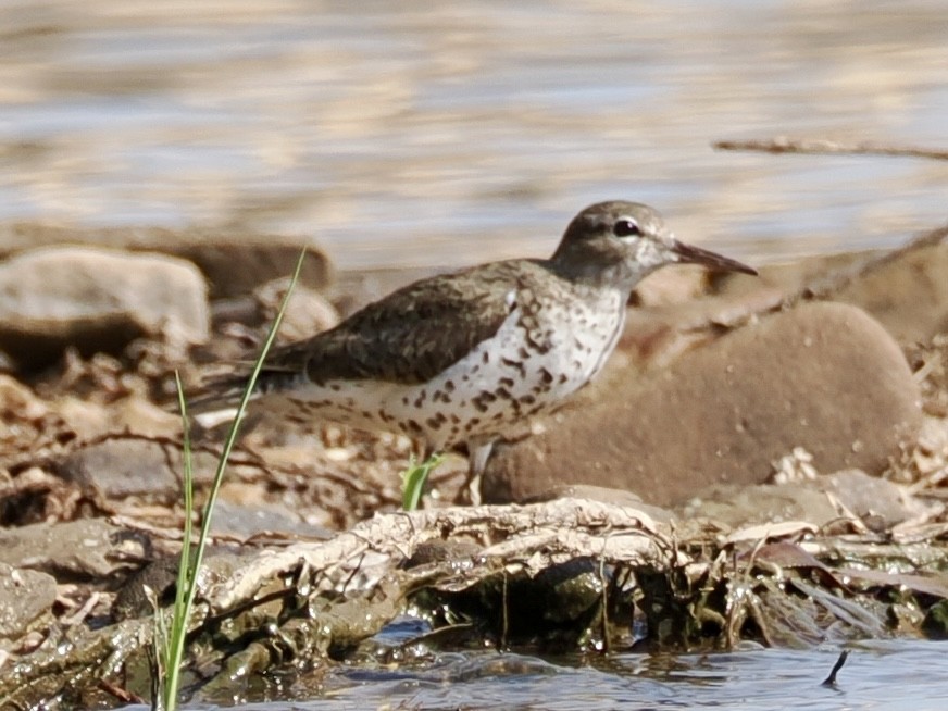 Spotted Sandpiper - ML639152744