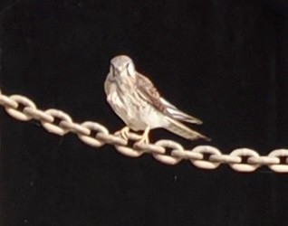 American Kestrel - ML639152774
