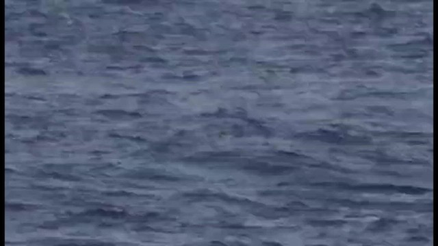 Soft-plumaged Petrel - ML639152808