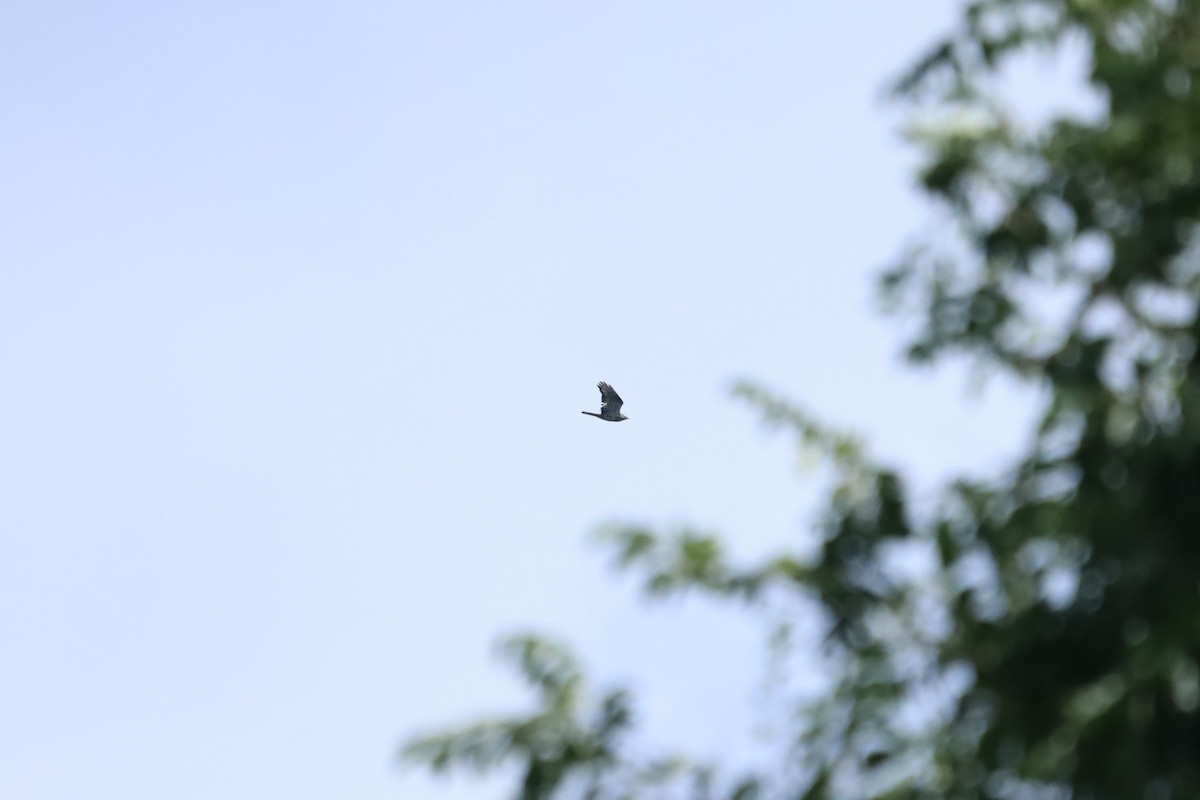 European Honey-buzzard - ML639153000