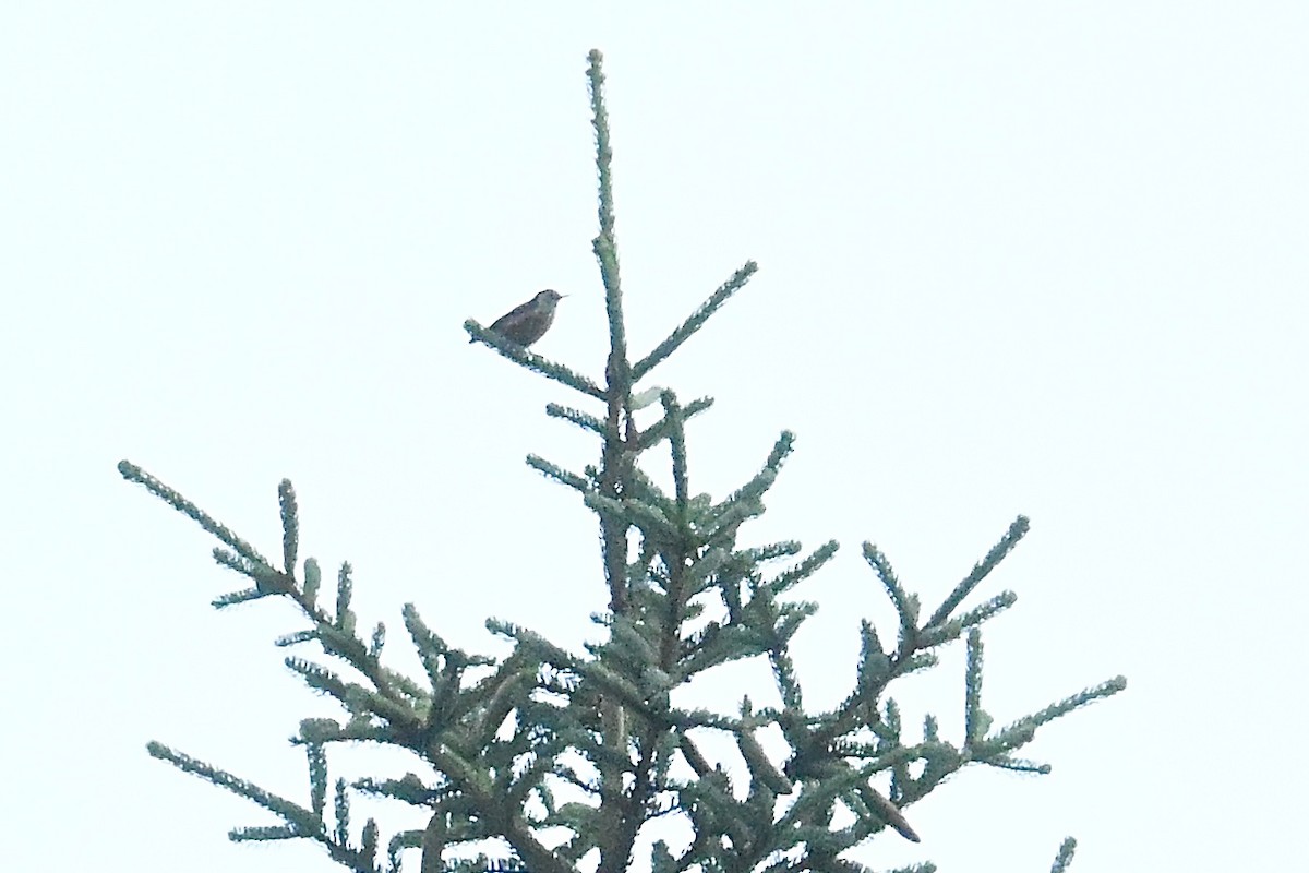 Przevalski's Nuthatch - ML639153018