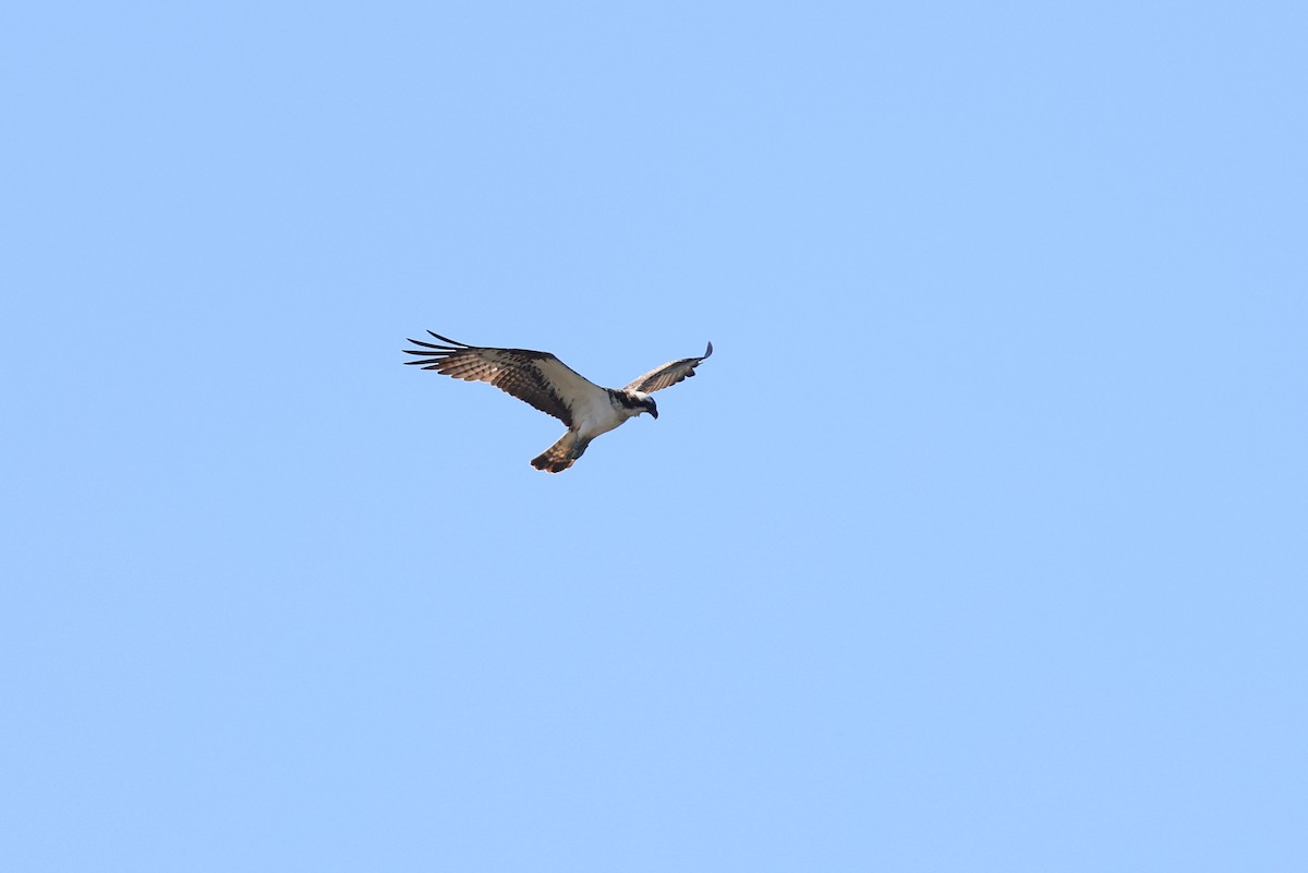 Osprey (Eurasian) - ML639153056