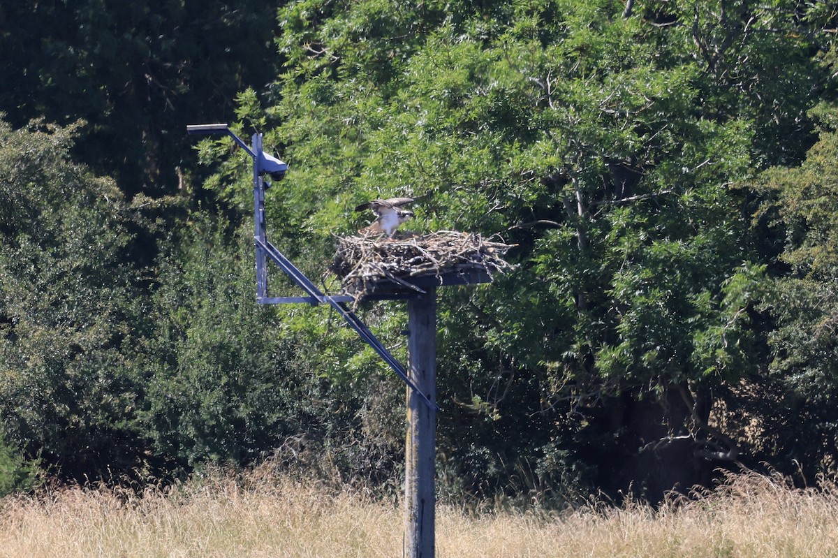 Osprey (Eurasian) - ML639153068