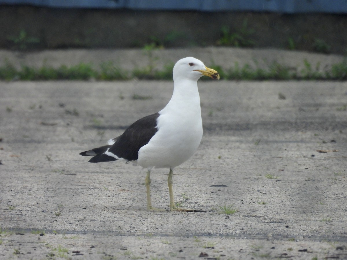 ml639153145-kelp-gull-macaulay-library