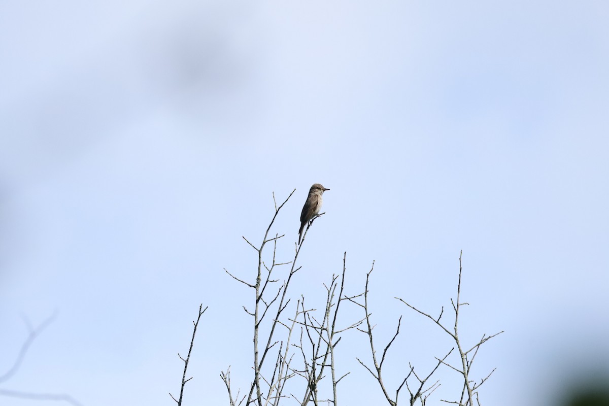 Spotted Flycatcher - ML639153221