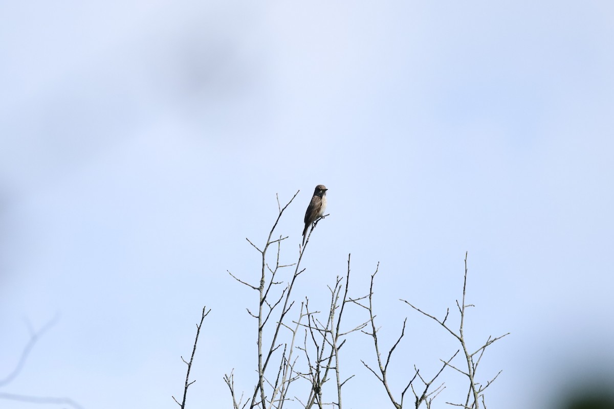 Spotted Flycatcher - ML639153223
