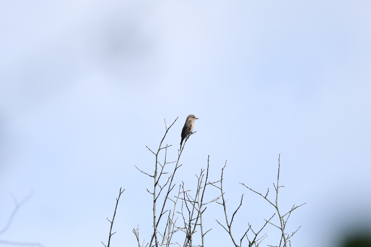 Spotted Flycatcher - ML639153229