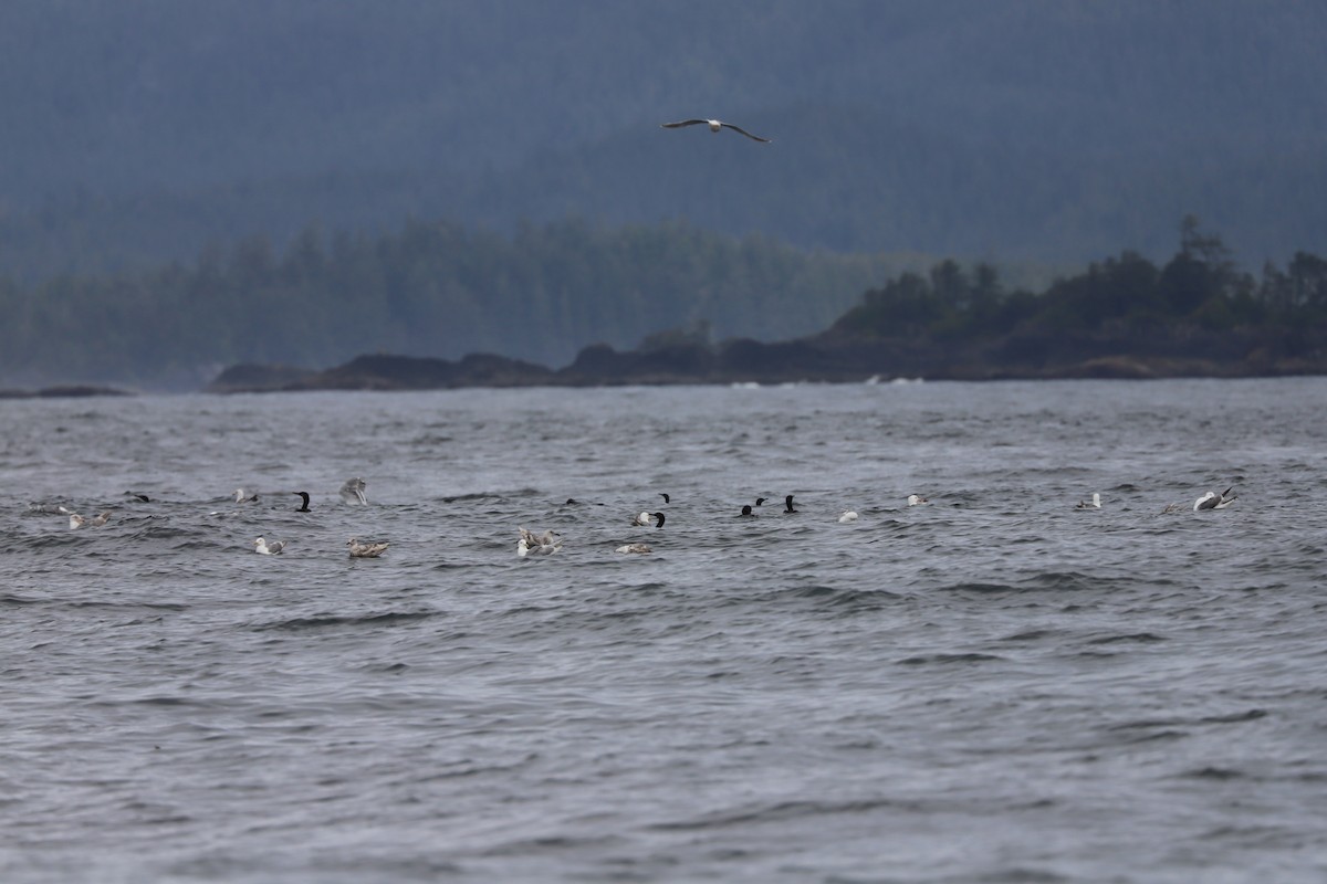 Glaucous-winged Gull - ML639153303