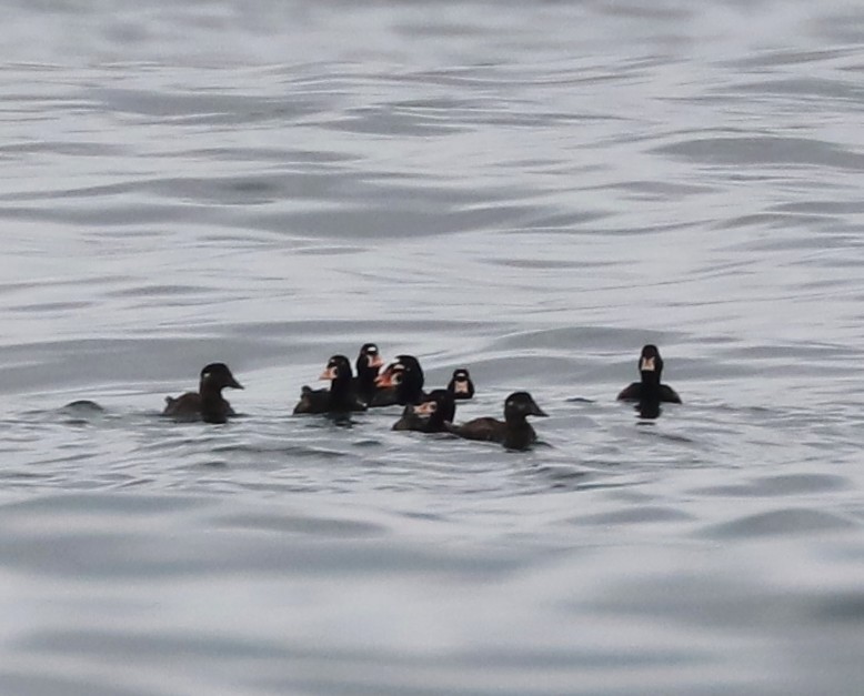 Surf Scoter - ML639153527