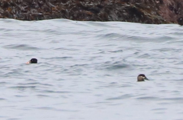 Surf Scoter - ML639153529