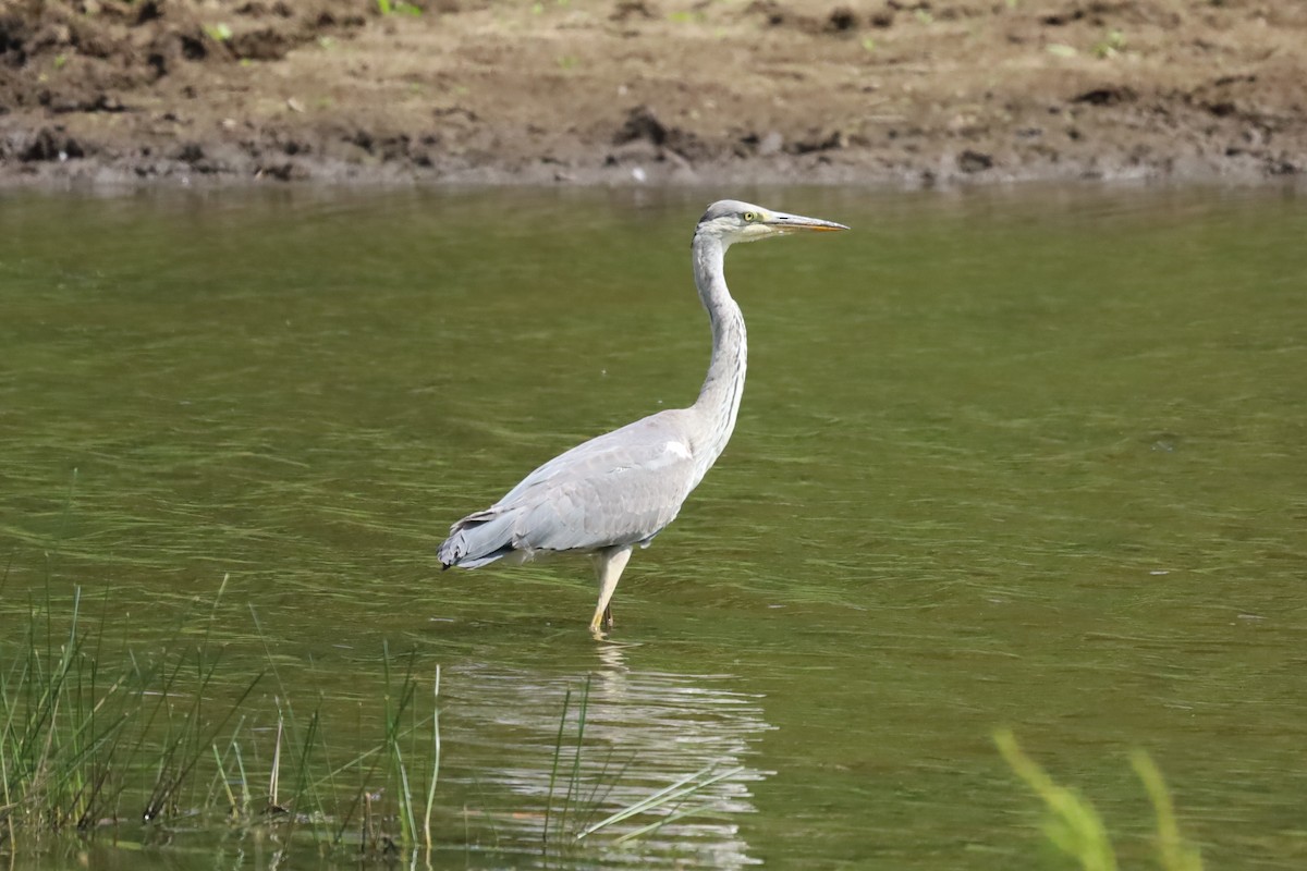 Gray Heron - ML639153547