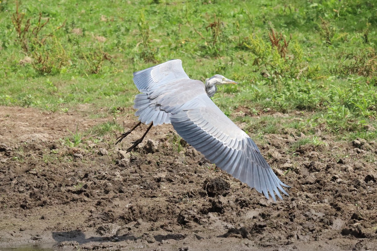 Gray Heron - ML639153549
