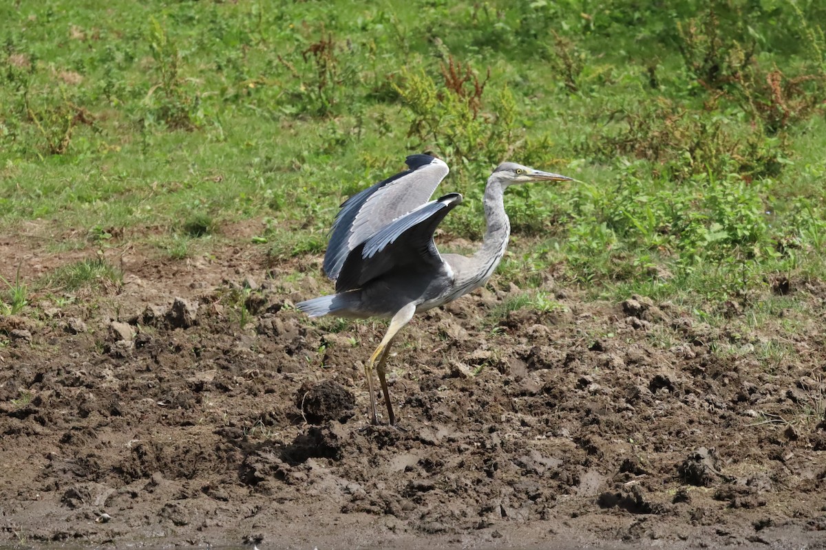 Gray Heron - ML639153550