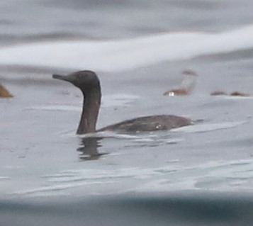 Pelagic Cormorant - ML639153562