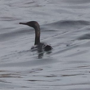 Pelagic Cormorant - ML639153563