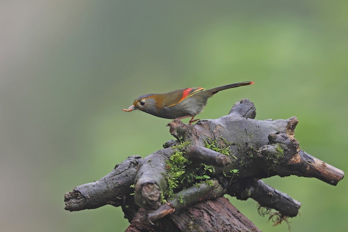 Emei Shan Liocichla - ML639153578