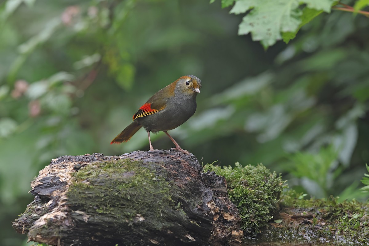 Emei Shan Liocichla - ML639153580