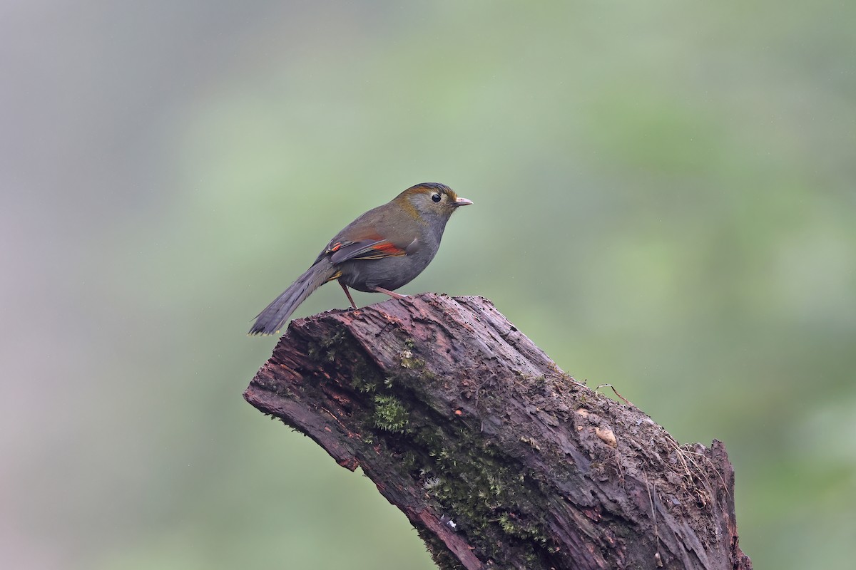 Emei Shan Liocichla - ML639153582