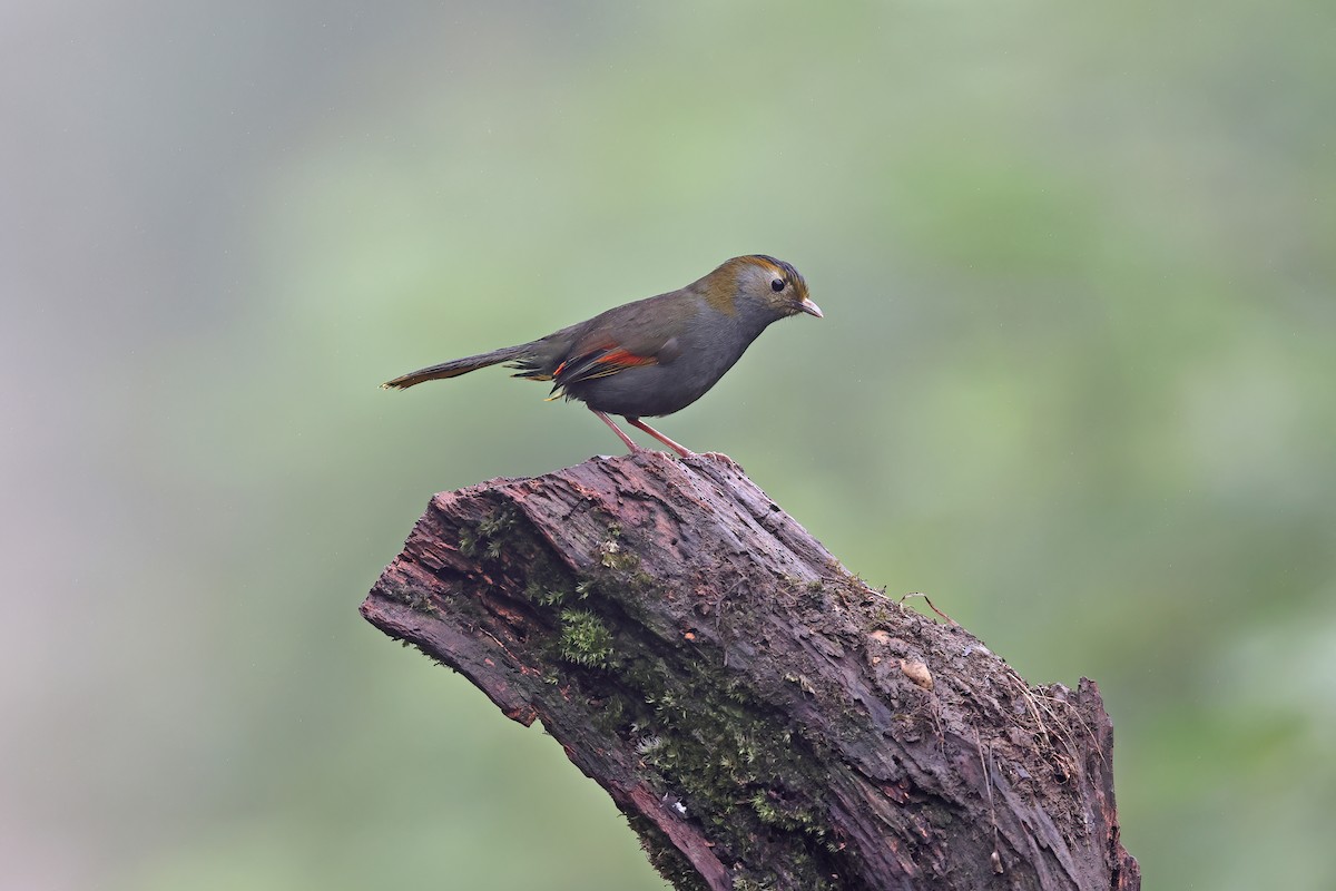 Emei Shan Liocichla - ML639153585