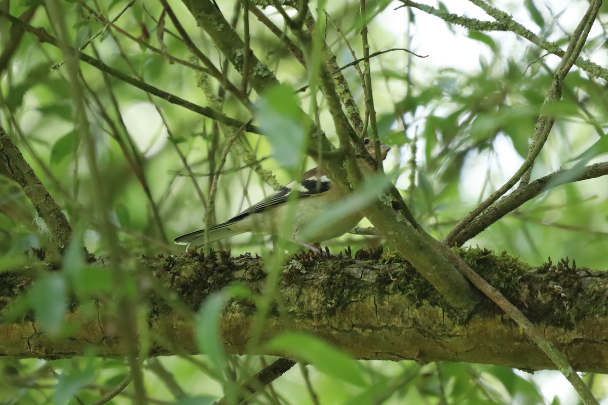 Common Chaffinch - ML639153614