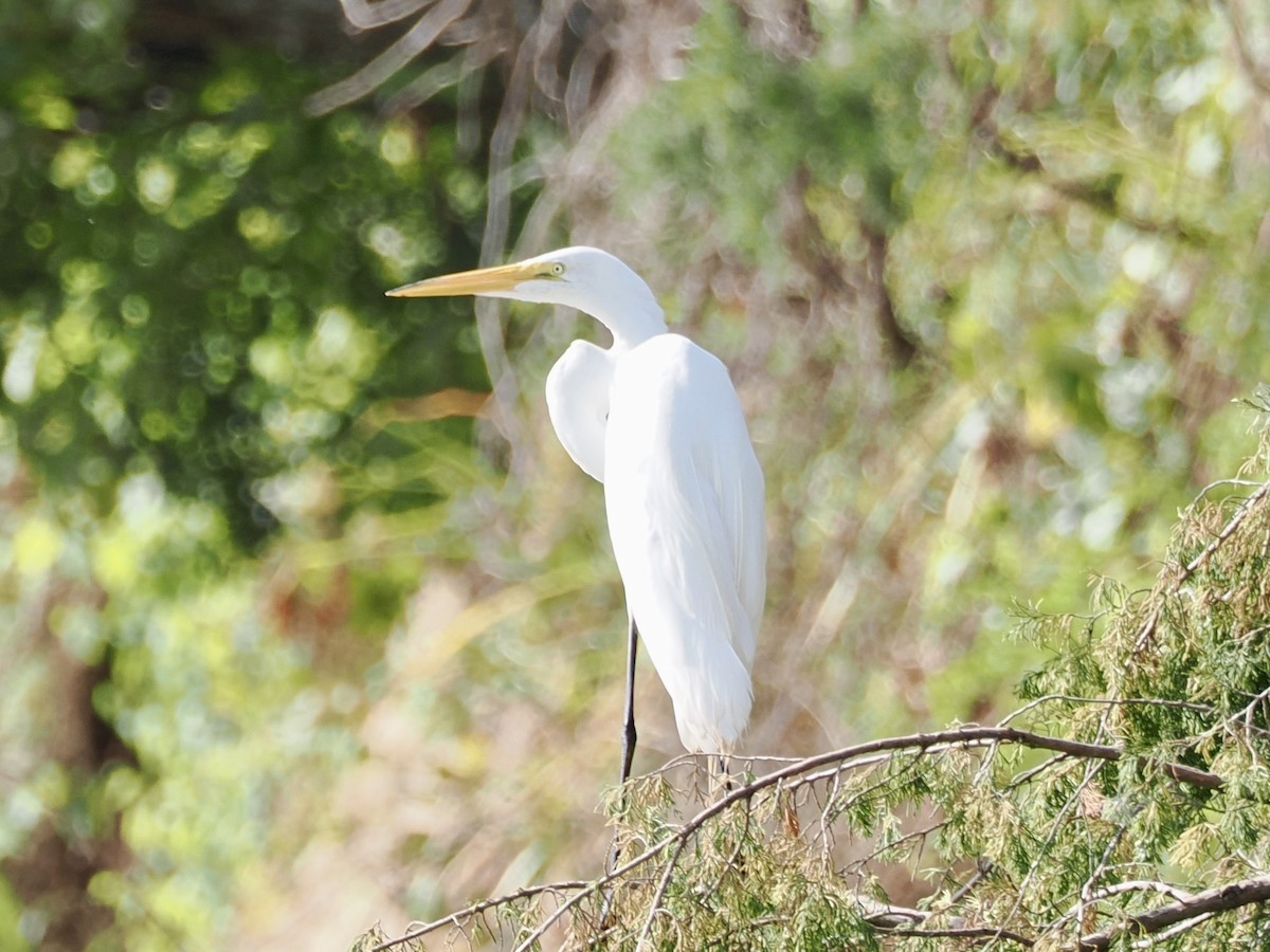 Great Egret - ML639153689