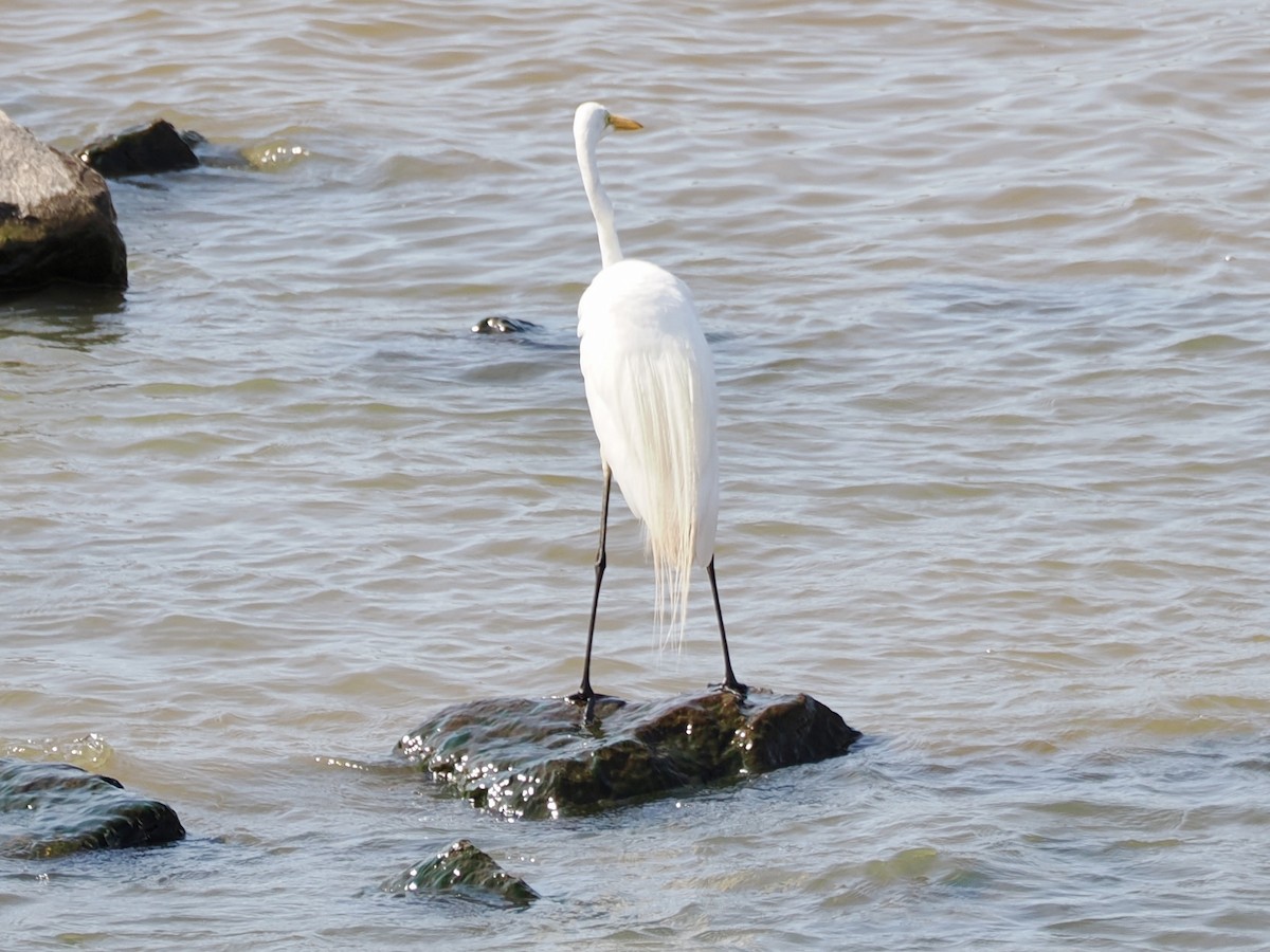 Great Egret - ML639153690