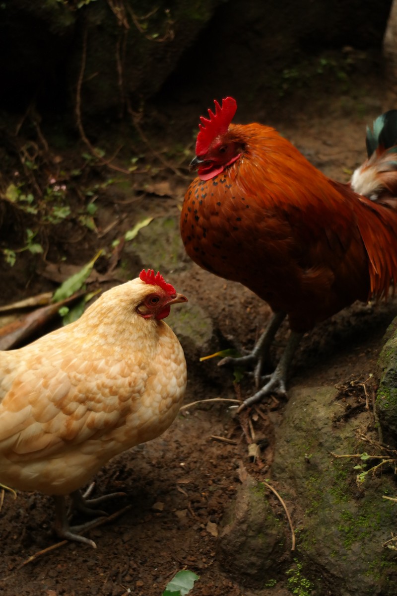 Red Junglefowl - ML639153707