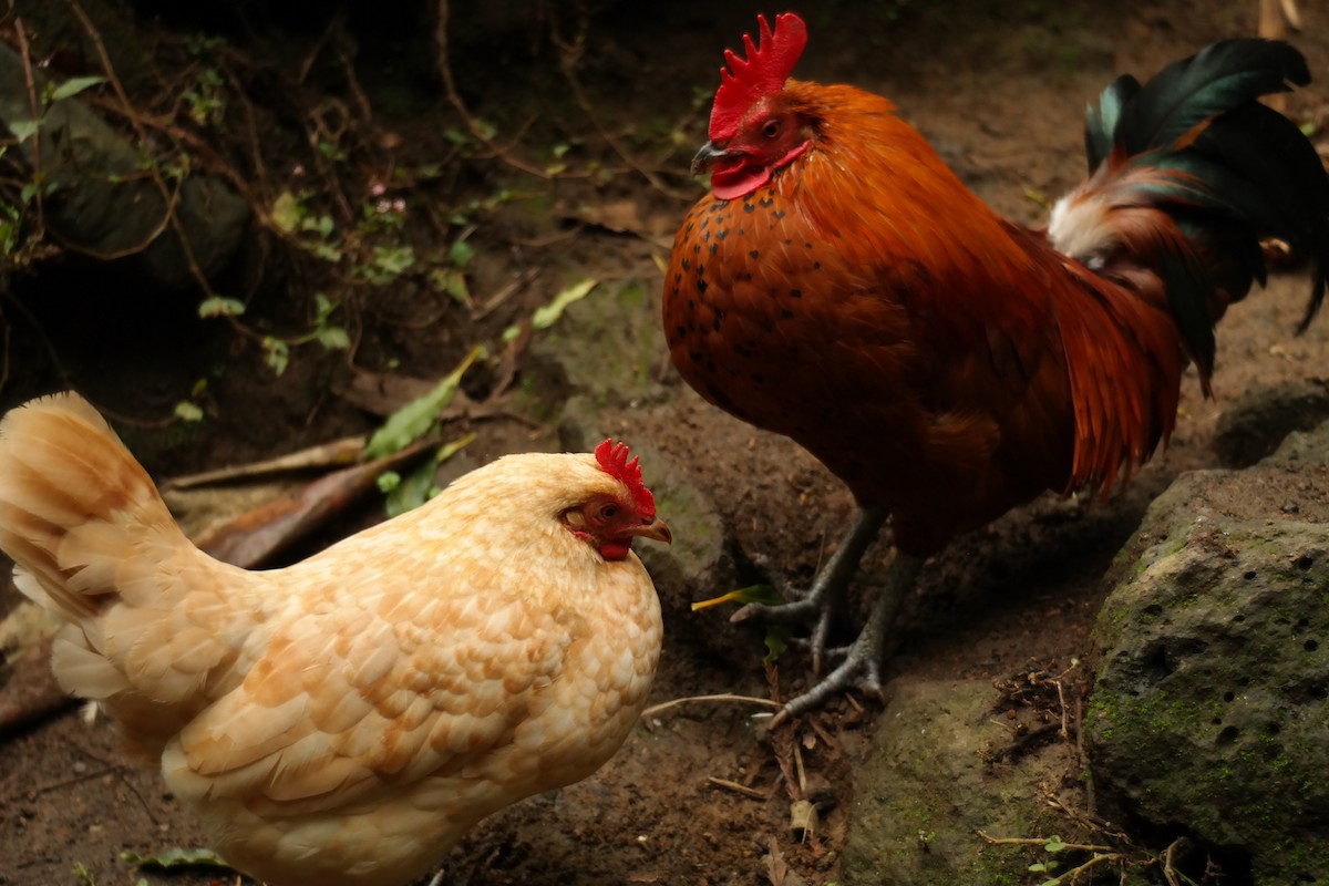 Red Junglefowl - ML639153719
