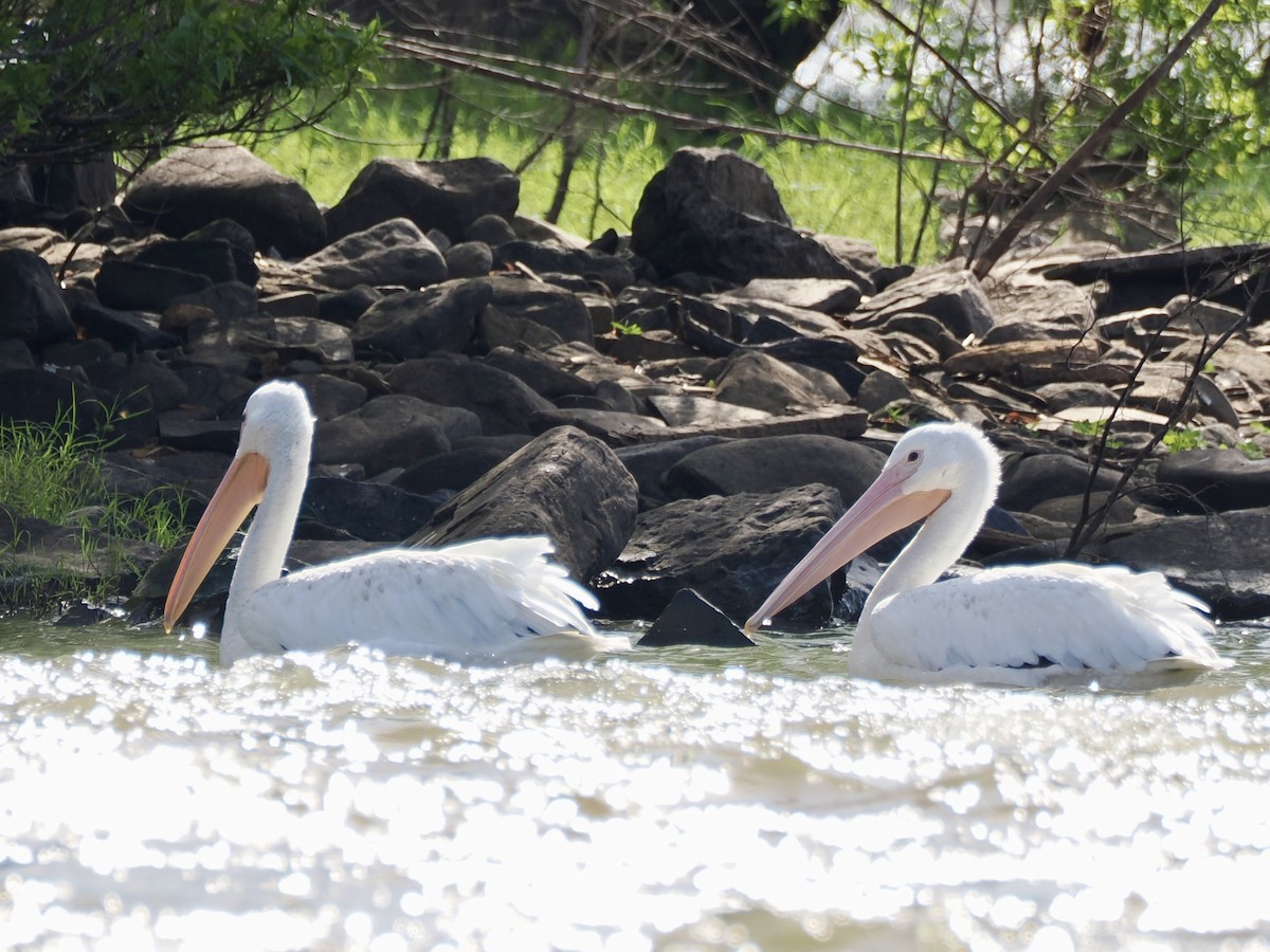 American White Pelican - ML639153725