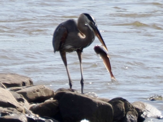 Great Blue Heron - ML639153851